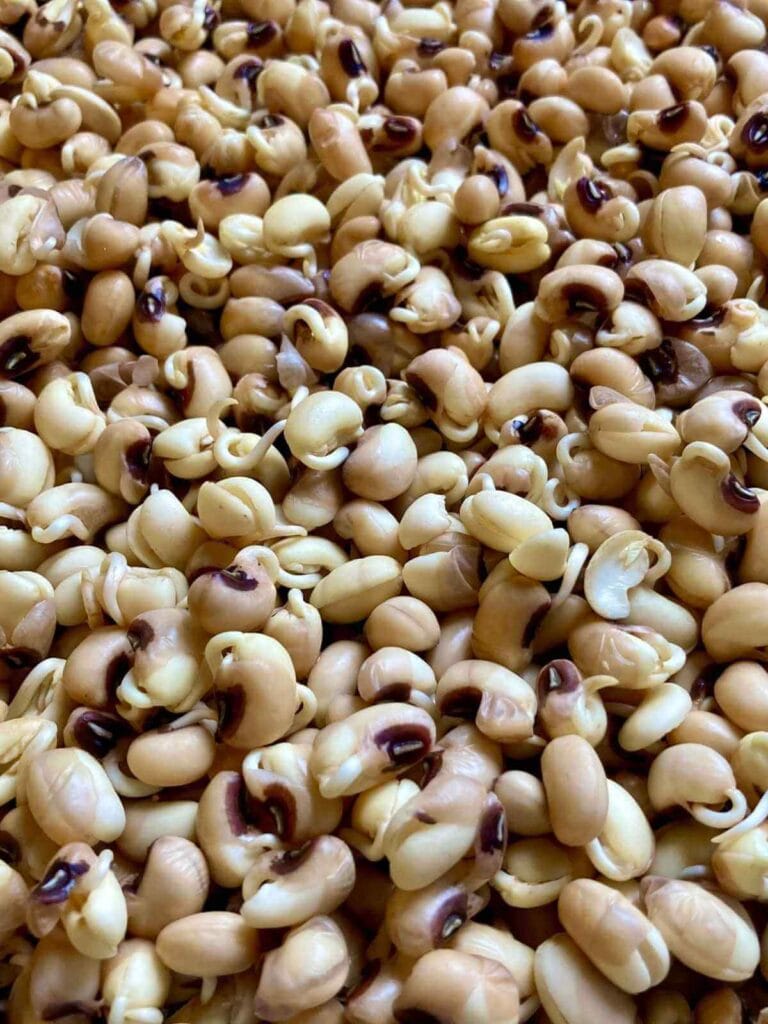 Closeup of sprouted beans.