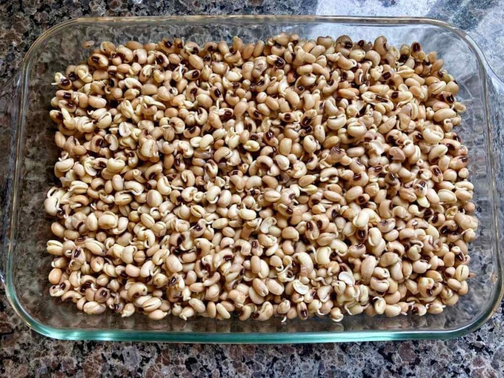 Sprouted beans in a pan.