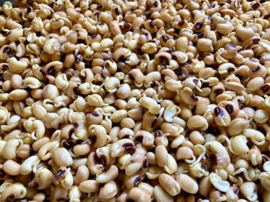 Closeup of sprouted black eyed peas.