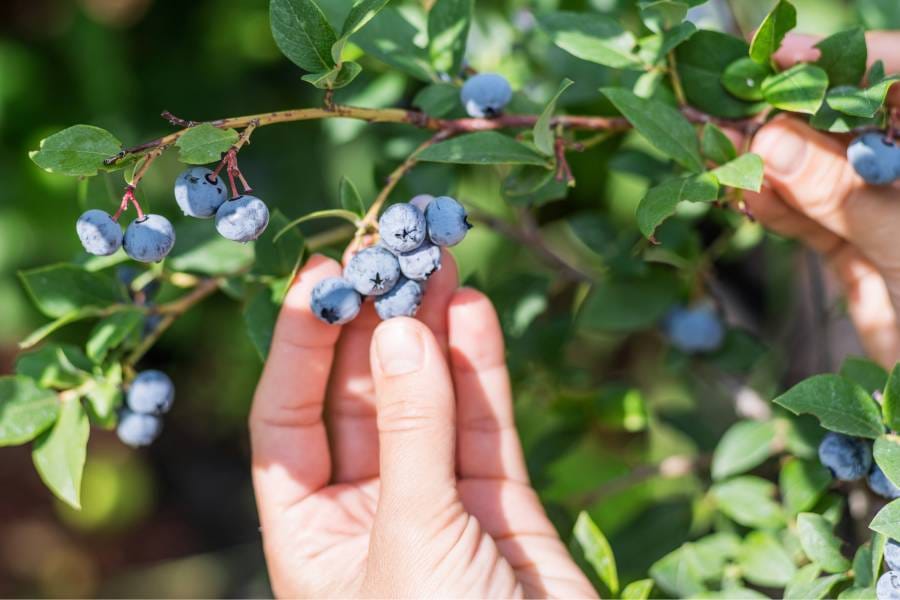 Hand picking blueberries